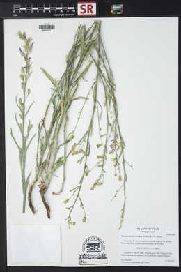 Stephanomeria occultata image