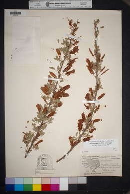 Acacia greggii var. greggii image