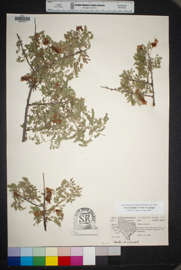 Acacia greggii var. greggii image