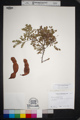 Acacia roemeriana image