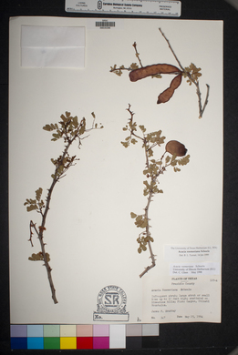 Acacia roemeriana image