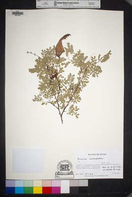 Acacia roemeriana image