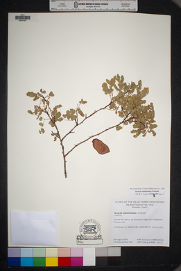 Acacia roemeriana image