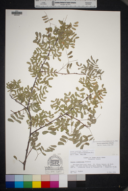 Acacia roemeriana image