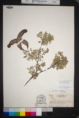 Acacia roemeriana image