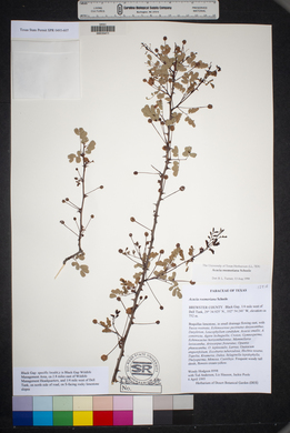 Acacia roemeriana image