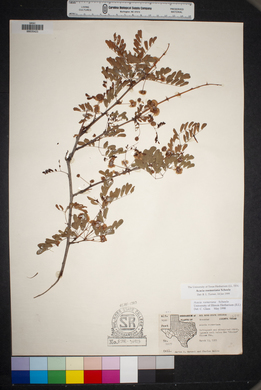 Acacia roemeriana image