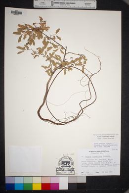 Acacia roemeriana image