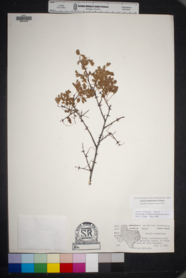 Acacia roemeriana image