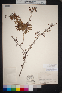 Acacia roemeriana image