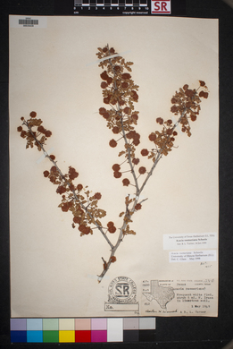 Acacia roemeriana image