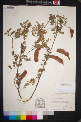 Acacia roemeriana image