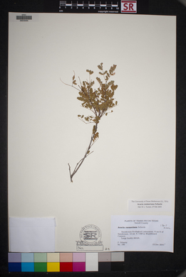 Acacia roemeriana image