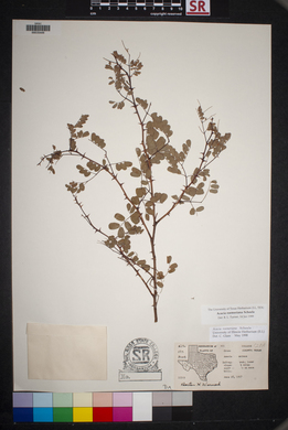 Acacia roemeriana image