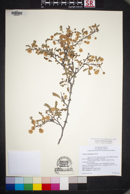 Acacia roemeriana image