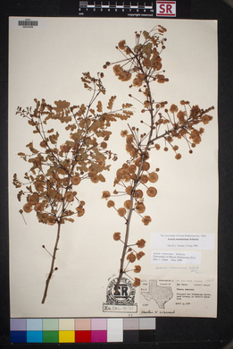 Acacia roemeriana image