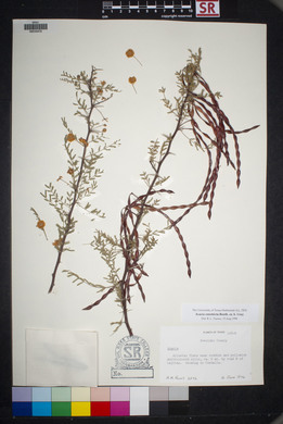 Acacia constricta image