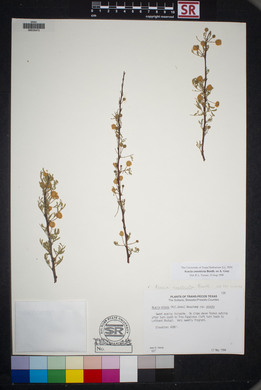 Acacia constricta image