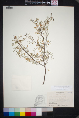 Acacia constricta image