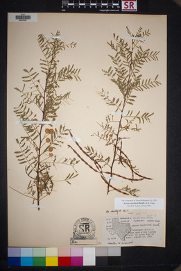 Acacia constricta image