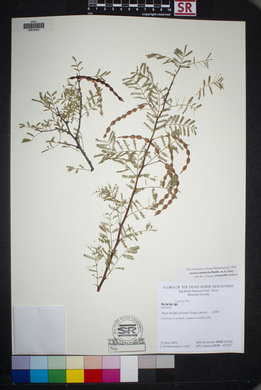 Acacia constricta image