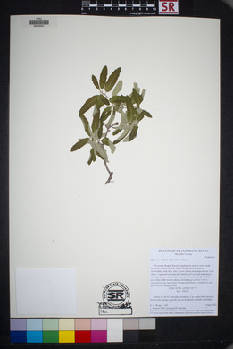 Quercus mohriana image