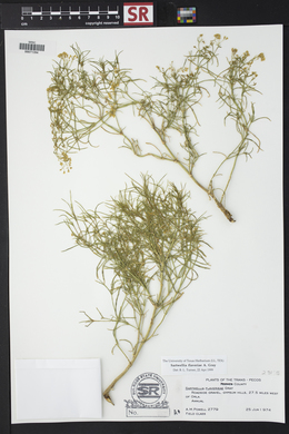 Sartwellia flaveriae image