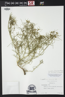 Sartwellia flaveriae image