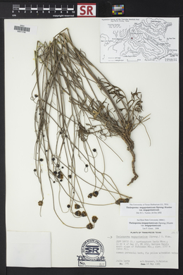 Thelesperma megapotamicum image