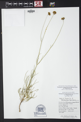 Thelesperma megapotamicum var. megapotamicum image