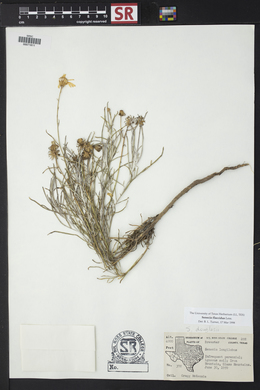 Senecio flaccidus image