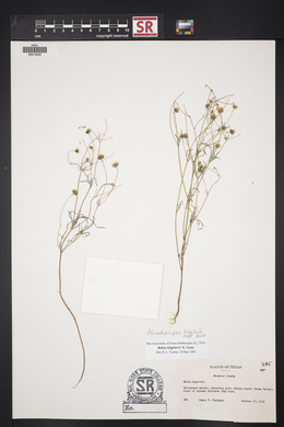 Picradeniopsis bigelovii image