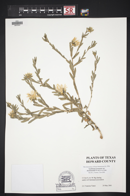 Xanthisma texanum image