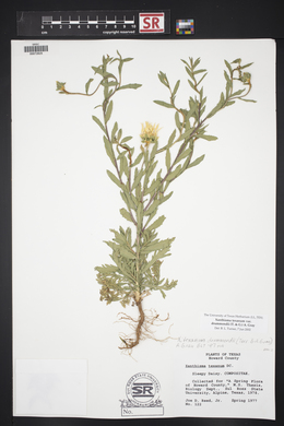 Xanthisma texanum image