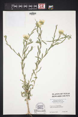 Xanthisma texanum var. drummondii image