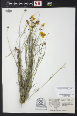 Thelesperma simplicifolium image