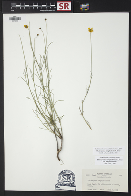 Thelesperma simplicifolium image