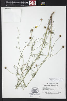 Thelesperma simplicifolium image