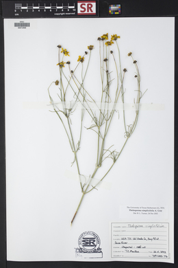 Thelesperma simplicifolium image