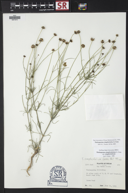 Thelesperma simplicifolium image