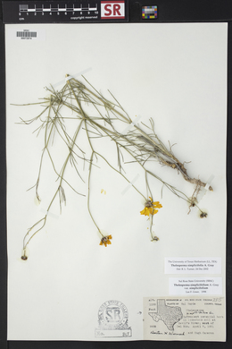 Thelesperma simplicifolium image