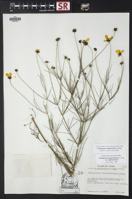 Thelesperma simplicifolium image