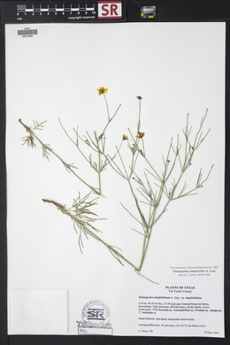 Thelesperma simplicifolium image