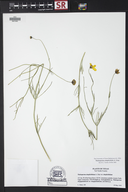 Thelesperma simplicifolium image