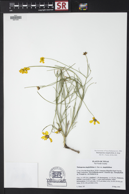 Thelesperma simplicifolium image