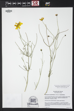 Thelesperma simplicifolium image