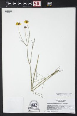 Thelesperma simplicifolium image