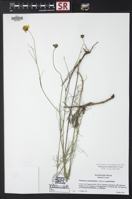 Thelesperma simplicifolium image