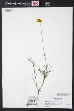 Thelesperma simplicifolium image