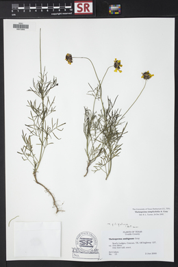 Thelesperma simplicifolium image